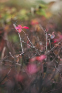 43608_bg_png.