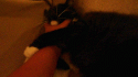 4362_Charlie.