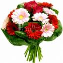 43846_pantulpan10481425122011_small.