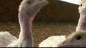 43946_turkey2_yapfiles_ru.