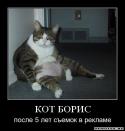 44061280372638_kot.