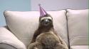 44119_sloth.