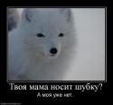 443382596_tvoya-mama-nosit-shubku.