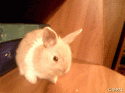44429_gifpal-20131117220904.