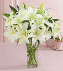 4445flowers_lily_white.