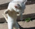 4447s3img_10484433_229_1.