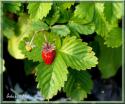 4459_DSC00755_1.