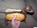 44936_20081209-hot-dog.