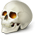 44966_6543_skull.