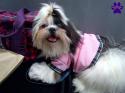 44977_life-full-of-sushi-grooming-pet-express-2.