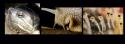 45097_Close-up-view.