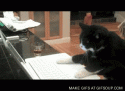 45139_cat-laptop-o.