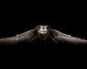 4557Animals_Birds_Owl_014298_.