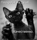 45647_koshka_1.