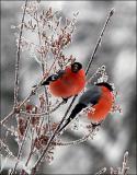 45792_Snegiri-02-a.