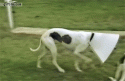 45824_1353522872_dog_wearing_cone_of_shame_eats_with_other_dogs.