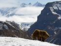 45829_bear_01.