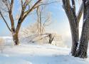 464Nature_DnDz.