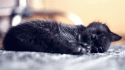 46538_kitten-cute-sweet-fluffy-Favim_com-660762.