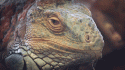 46694_iguana-gif-smallest.