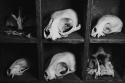 4676tumblr_lr448d0pNA1qc9pino1_500_large.