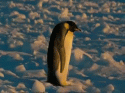 4696sadpenguin.