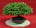 47220_acer_kiyohime_maple_bonsai_tree.