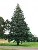 47434_ColoradoBlueSpruce.