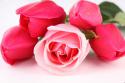 47678_roza_i_tyulpany.
