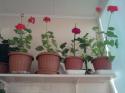 47724_69106075_1_644x461_pelargonii-domashnie-tsvetuschie-astana_rev001.