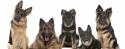 47729_cropped-German-Shepherds12.