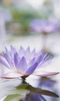 47955_WaterLily.