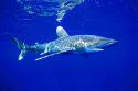 4805oceanicwhitetip2.