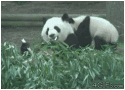 4808gif-humor-panda-59303.