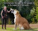 48147_funny-Hercules-Liger-largest-cat.