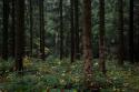 484_Schwarzwald-Germany.