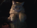 48617_cheetoh-wave.