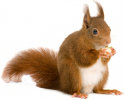 48641_bilka.