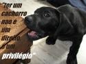 48679_labrado.