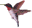 4870pticia-1134.