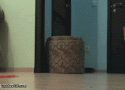 48976_funny-gif-cat-playing-ball.