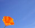 4899_summer-poppy-flower-backgrounds-wallpapers.