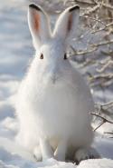 49004_Lepus_timidus.