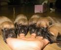 49209_handfulofpuppies.