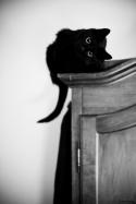 4930_foto-chernaya-koshka-vzglyad-lichnoe-843066.