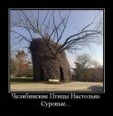 4947Humor_4.