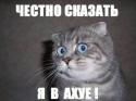 49784_KOTvAHUE.