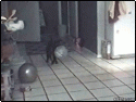 50555_74089694_3677067_catsgif05.