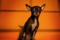 50610_AggressiveDogs02.