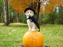 50613_adorable-cat-cute-fall-halloween-hat-Favim_com-45851.